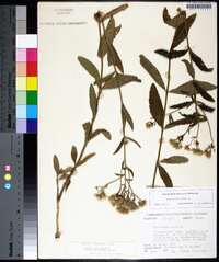 Eupatorium album image