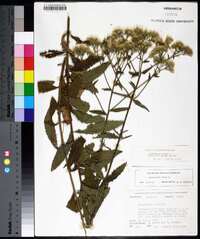 Eupatorium album image