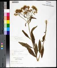 Eupatorium album image