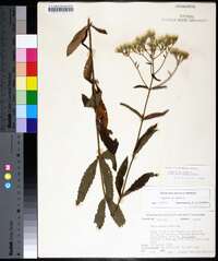 Eupatorium album image