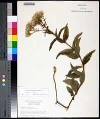 Eupatorium album image