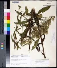 Eupatorium album image