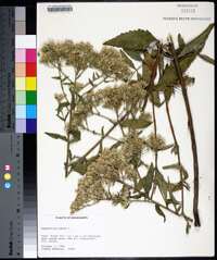 Eupatorium album image