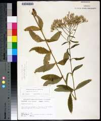 Eupatorium album image