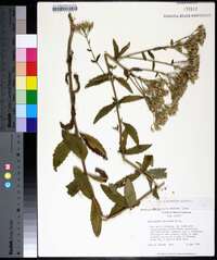 Eupatorium album image