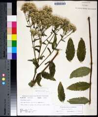 Eupatorium album image