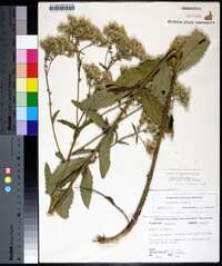 Eupatorium album image