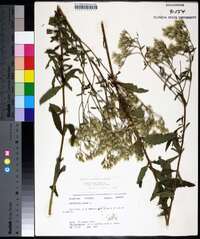 Eupatorium album image