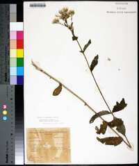 Eupatorium album image