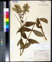 Eupatorium album image