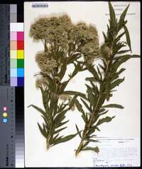 Eupatorium altissimum image