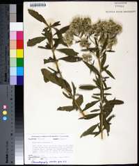 Eupatorium altissimum image