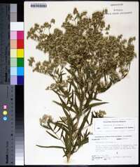 Eupatorium altissimum image