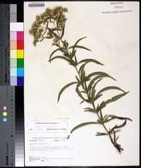 Eupatorium altissimum image