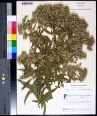 Eupatorium altissimum image