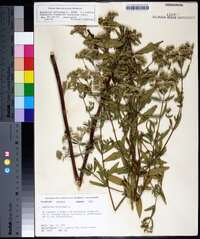 Eupatorium altissimum image