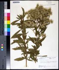 Eupatorium altissimum image