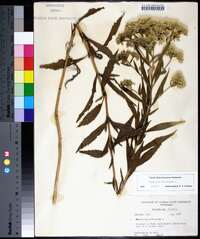 Eupatorium altissimum image