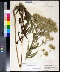 Eupatorium altissimum image