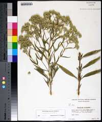 Eupatorium altissimum image