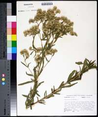 Eupatorium altissimum image