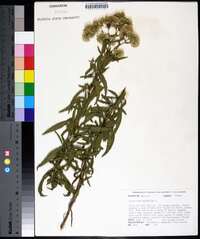 Eupatorium altissimum image