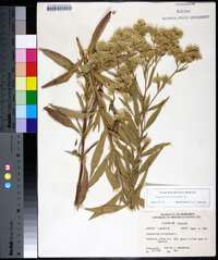 Eupatorium altissimum image