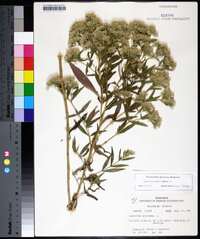 Eupatorium altissimum image