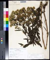 Eupatorium altissimum image