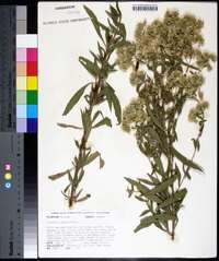 Eupatorium altissimum image