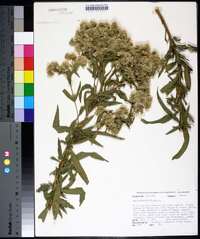 Eupatorium altissimum image