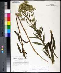 Eupatorium altissimum image