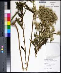 Eupatorium altissimum image