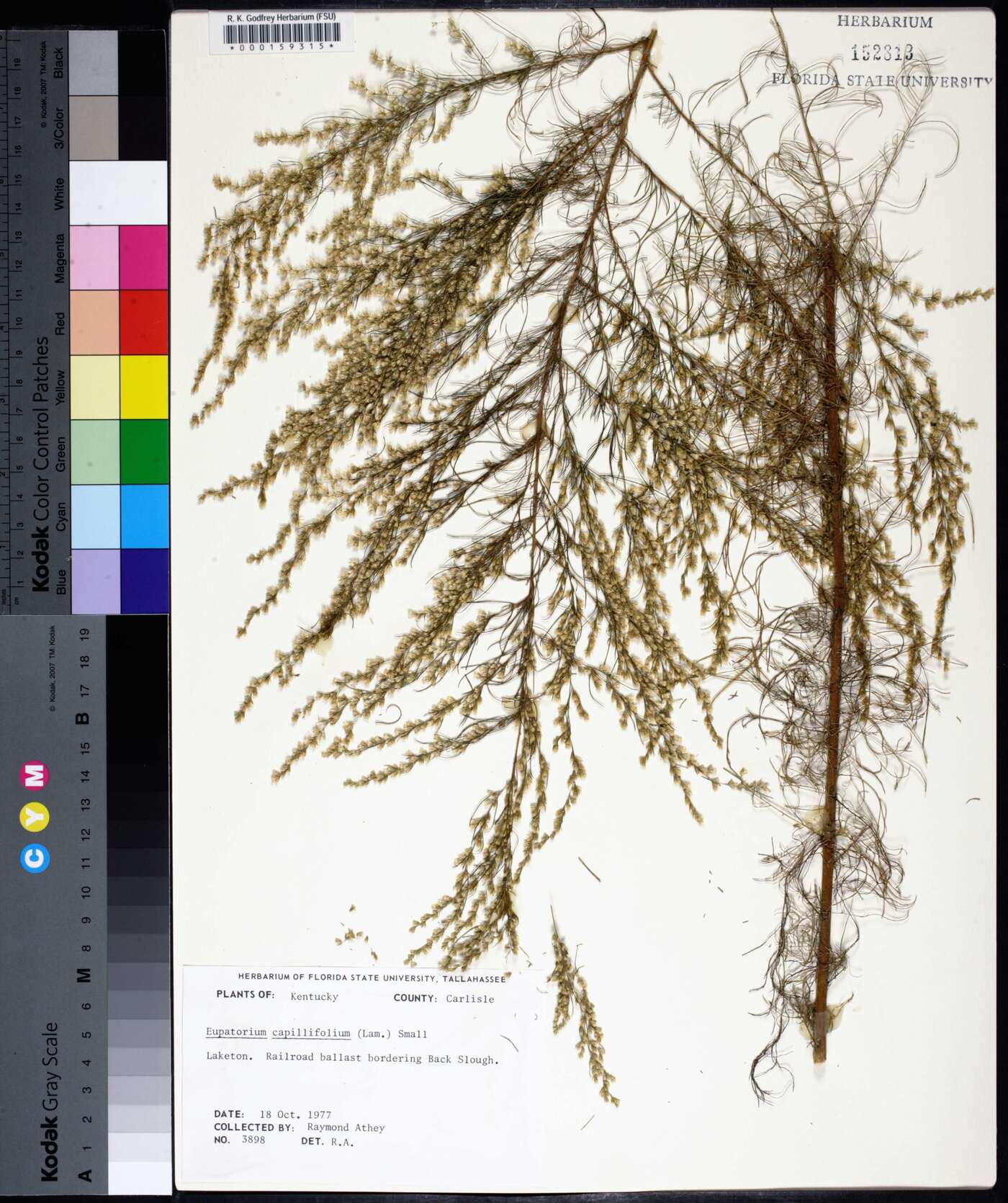Eupatorium capillifolium image
