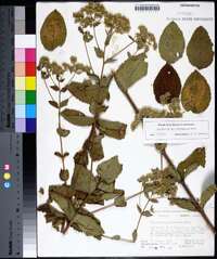 Eupatorium cordigerum image