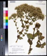 Eupatorium cordigerum image