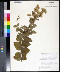 Eupatorium cordigerum image