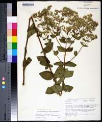 Eupatorium cordigerum image