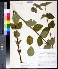 Eupatorium cordigerum image