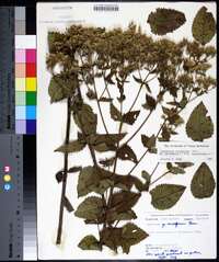 Eupatorium cordigerum image