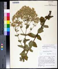 Eupatorium cordigerum image