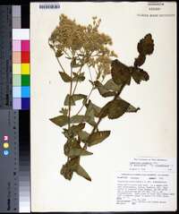 Eupatorium cordigerum image