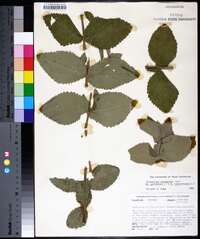 Eupatorium cordigerum image