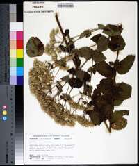 Eupatorium cordigerum image