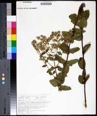 Eupatorium cordigerum image