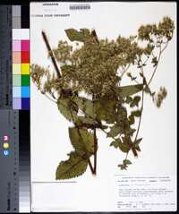 Eupatorium cordigerum image