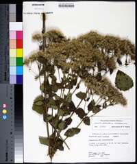 Eupatorium cordigerum image