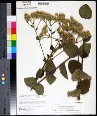 Eupatorium cordigerum image