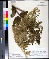 Eupatorium cordigerum image