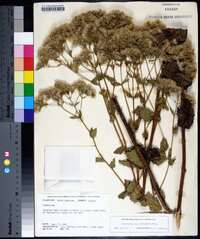 Eupatorium cordigerum image